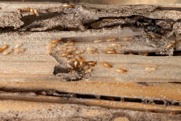 Best Pest Control Near Me  in Cypress Lake, FL